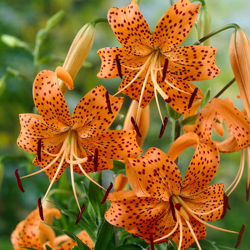 Orientalsk Lilje-Lilium Oriental Tigriin. Splendens 2-pak